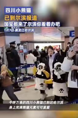 尔滨这回真的来熊猫了